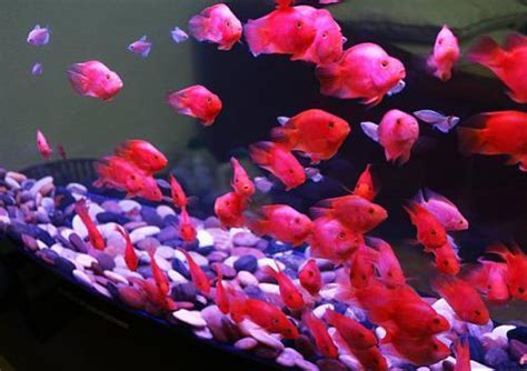 血鸚鵡混養金魚|血鸚鵡(財神魚)飼養教學及注意 – 寵物百科